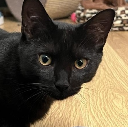 Flare, Adoptable, Kitten Female Domestic Short Hair.