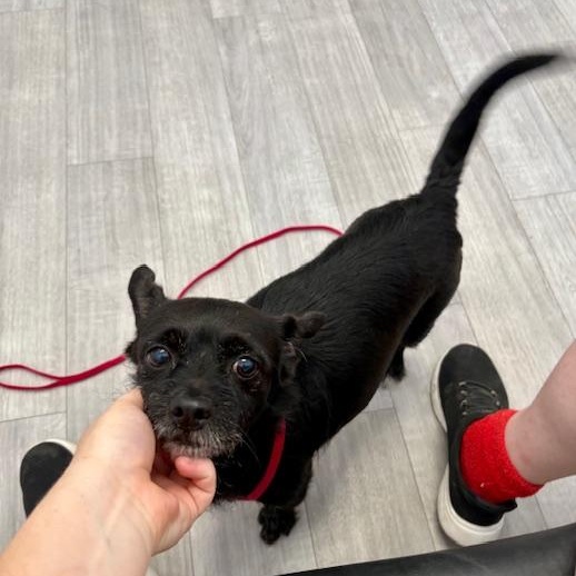 Shadow, a ADOPTABLE Terrier in Davis, CA image 2/3