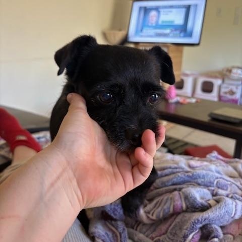 Shadow, a ADOPTABLE Terrier in Davis, CA image 3/3