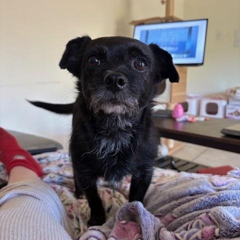 Shadow, a ADOPTABLE Terrier in Davis, CA image 1/3