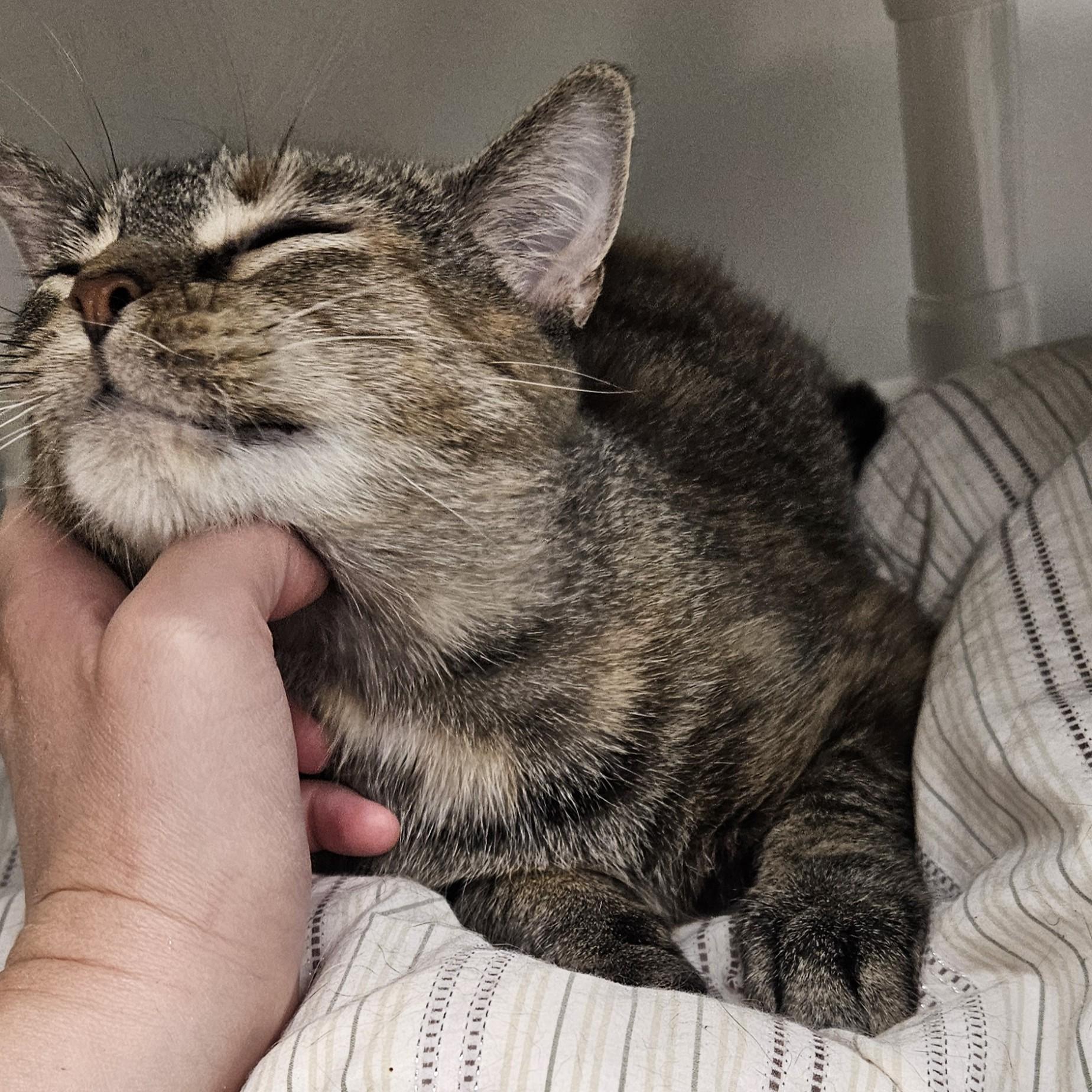 Apricot, an adopted Domestic Medium Hair in Benton Harbor, MI image 3/6