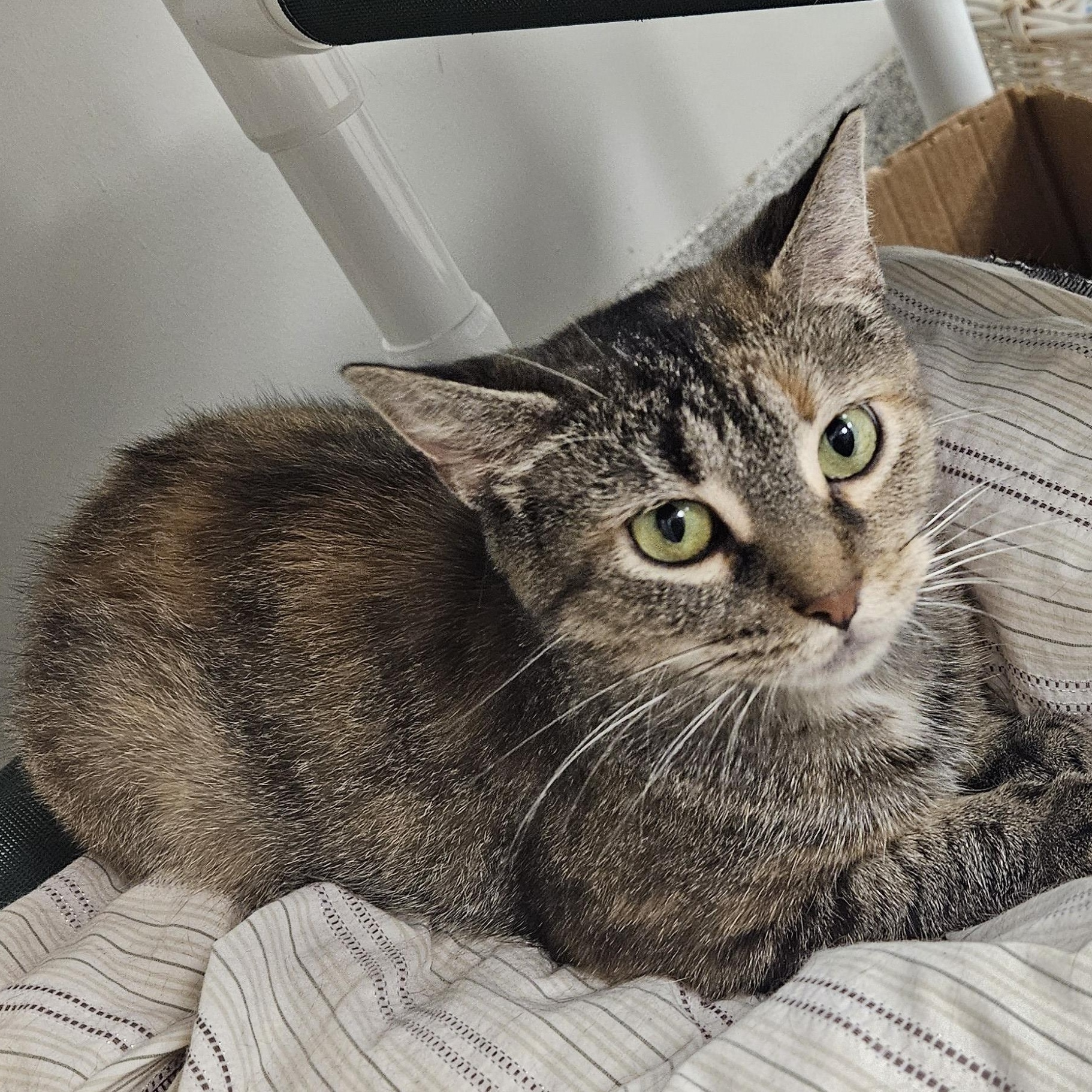 Apricot, adopted, Adult Female Domestic Medium Hair.