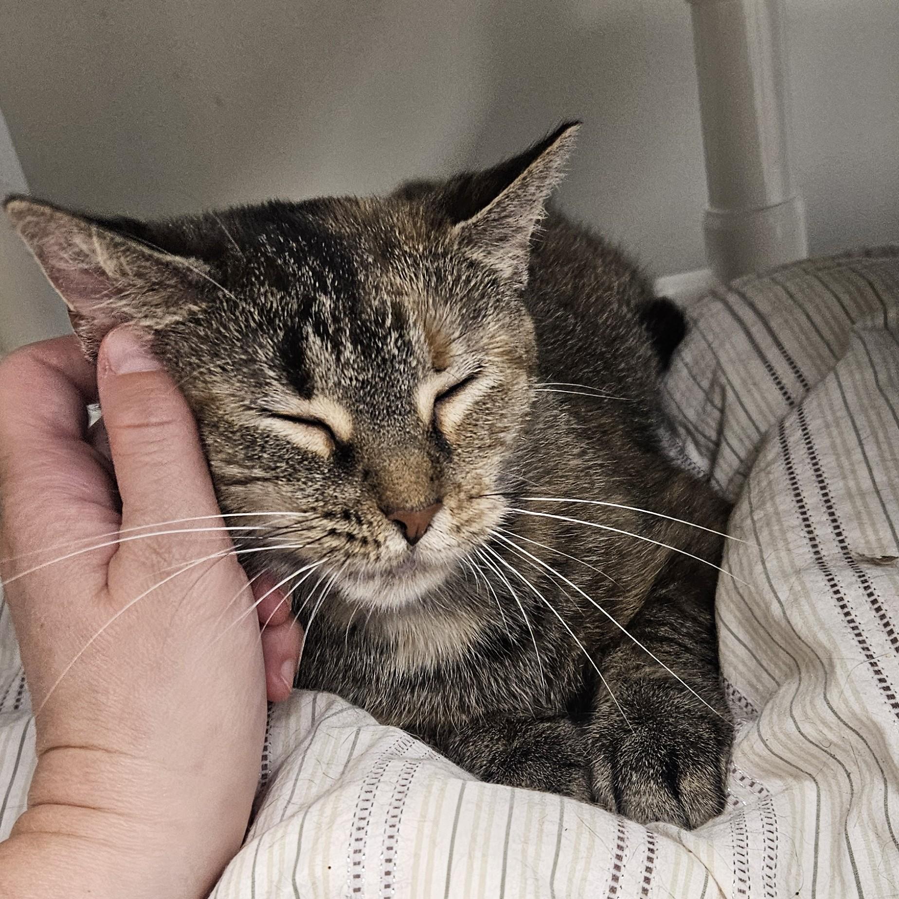 Apricot, an adopted Domestic Medium Hair in Benton Harbor, MI image 5/6