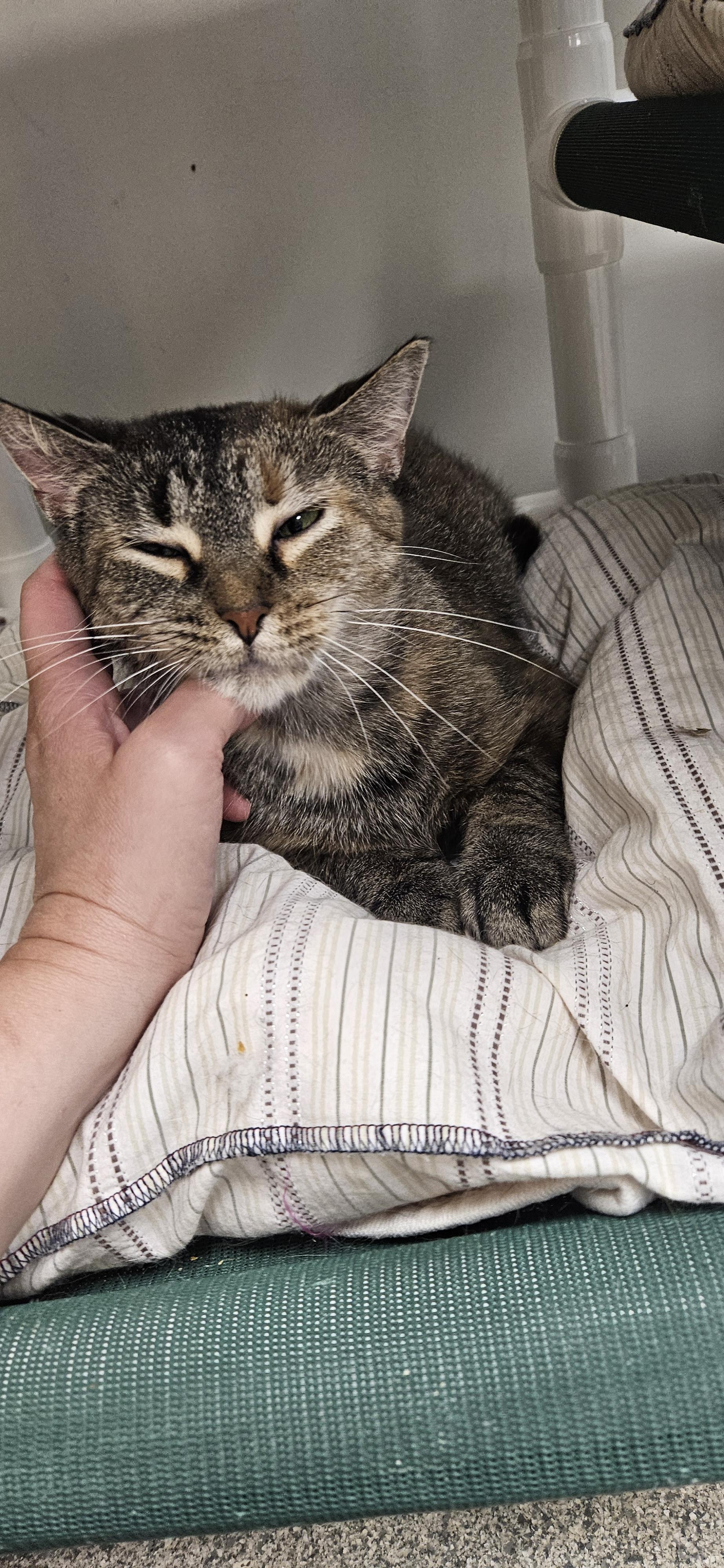 Apricot, an adopted Domestic Medium Hair in Benton Harbor, MI image 4/6