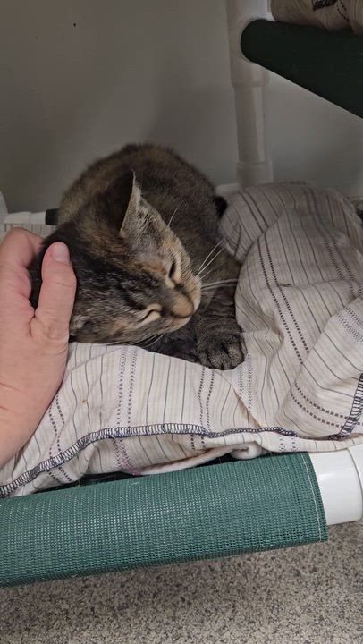 Enlarge Apricot, an adopted Domestic Medium Hair in Benton Harbor, MI video 2/6