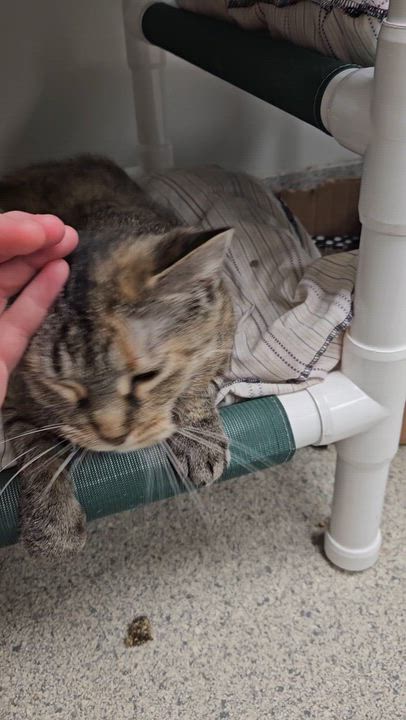 Enlarge Apricot, an adopted Domestic Medium Hair in Benton Harbor, MI video 6/6