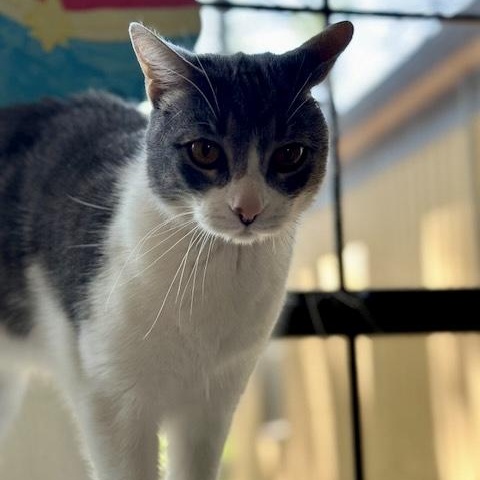 Nick Cave, Adoptable, Adult Male Domestic Short Hair.