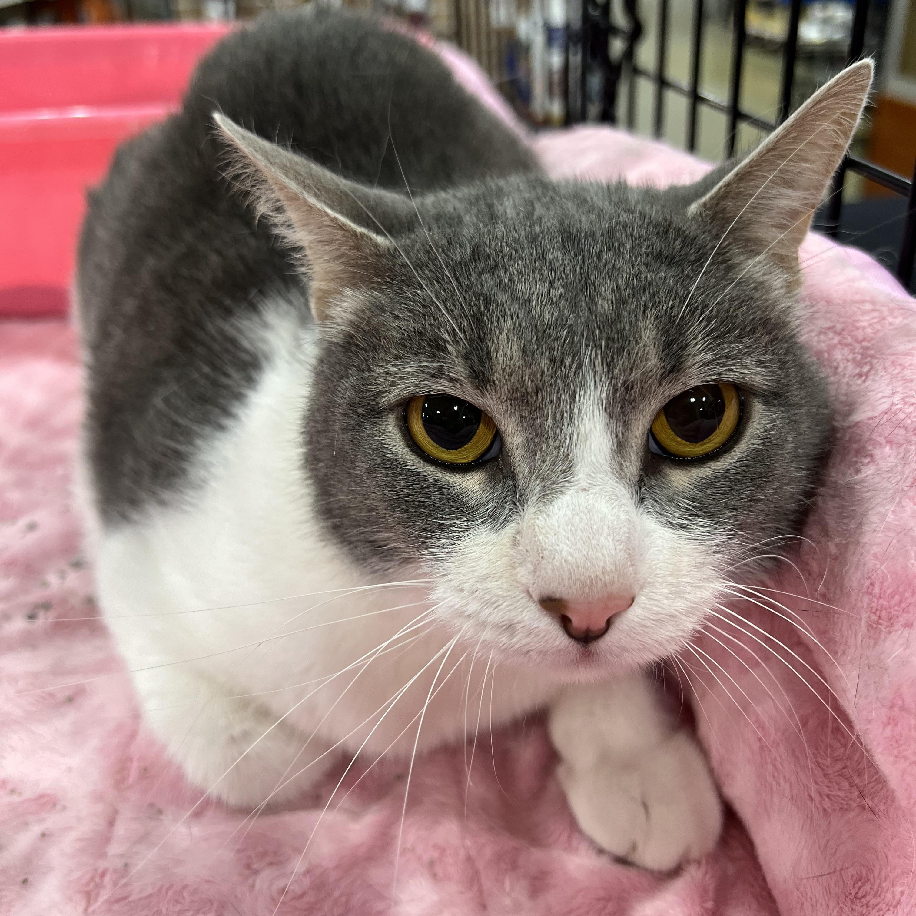 Nick Cave, an adoptable Domestic Short Hair in Memphis, TN, 38120 | Photo Image 1