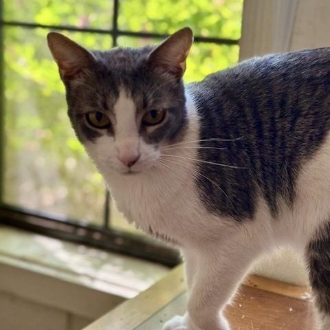 Enlarge Nick Cave, a Adoptable Domestic Short Hair in Memphis, TN image 2/6