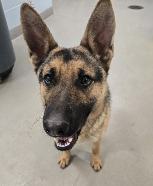 Tammy, Adoptable, Young Female German Shepherd Dog.
