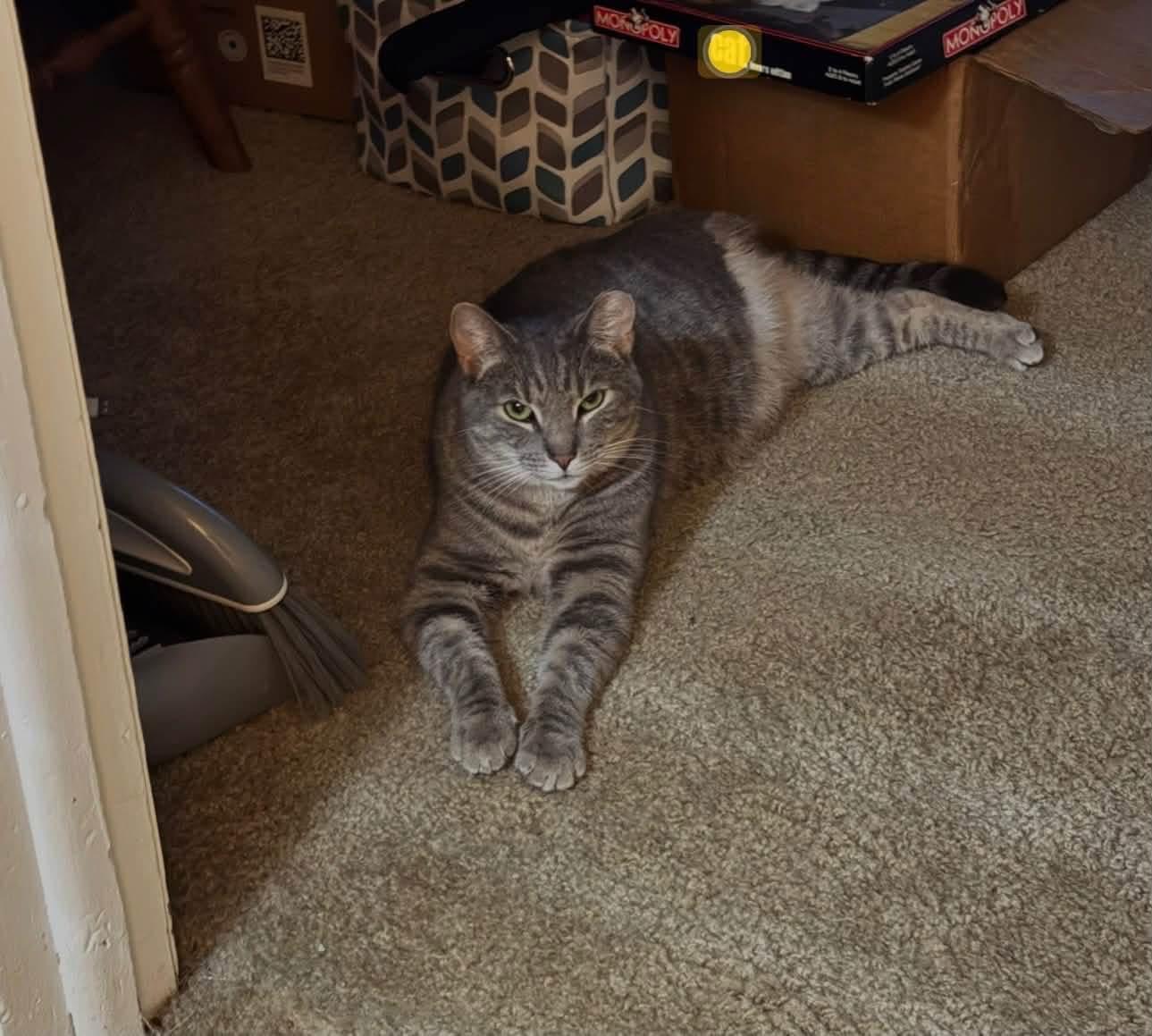 Enlarge Grayson - courtesy post, a ADOPTABLE mixed breed in Solon, OH image 3/4