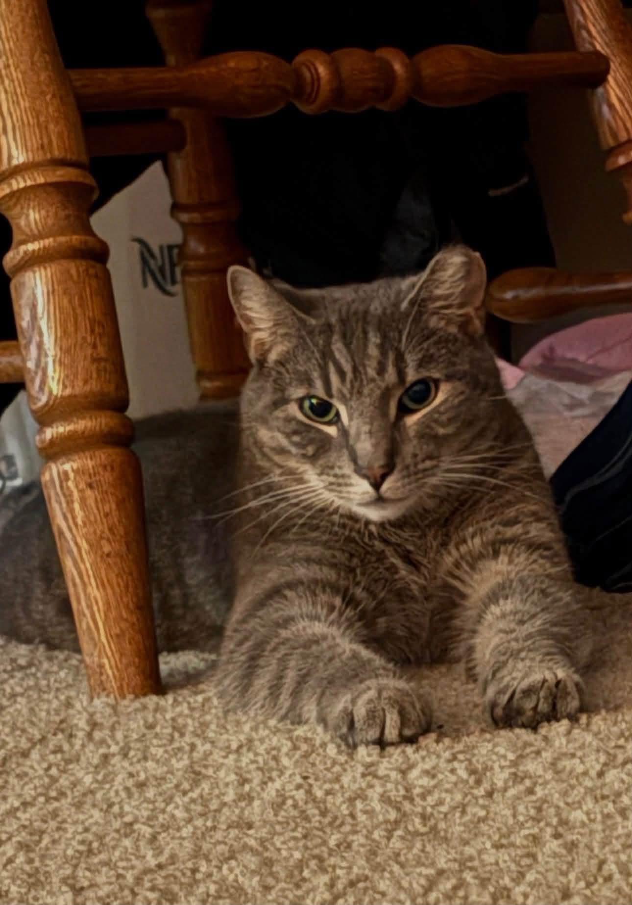 Grayson - courtesy post, ADOPTABLE, Adult Male Tabby.