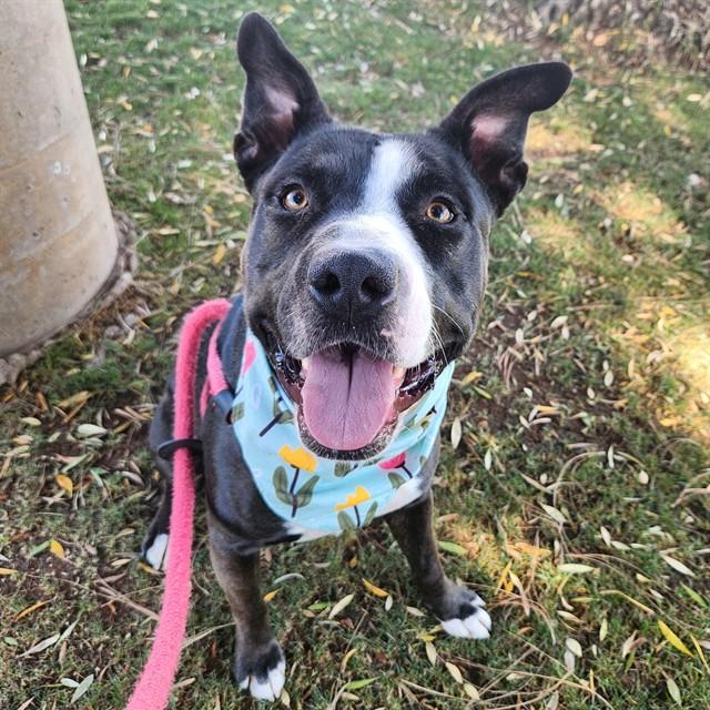 Enlarge JASPER, a Adoptable Staffordshire Bull Terrier in Mesa, AZ image 1/1