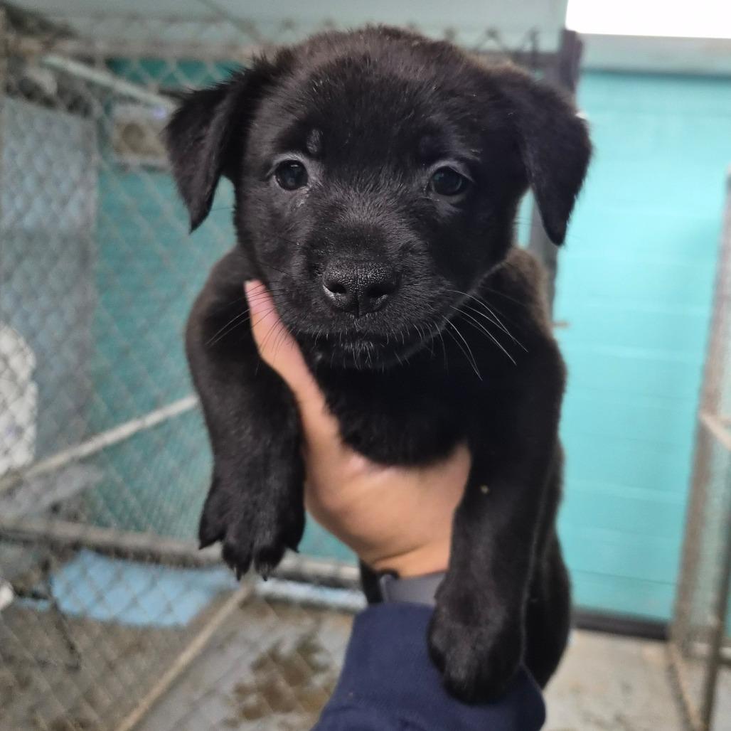 McFlurry, Adoptable, Puppy Female Labrador Retriever & Setter.