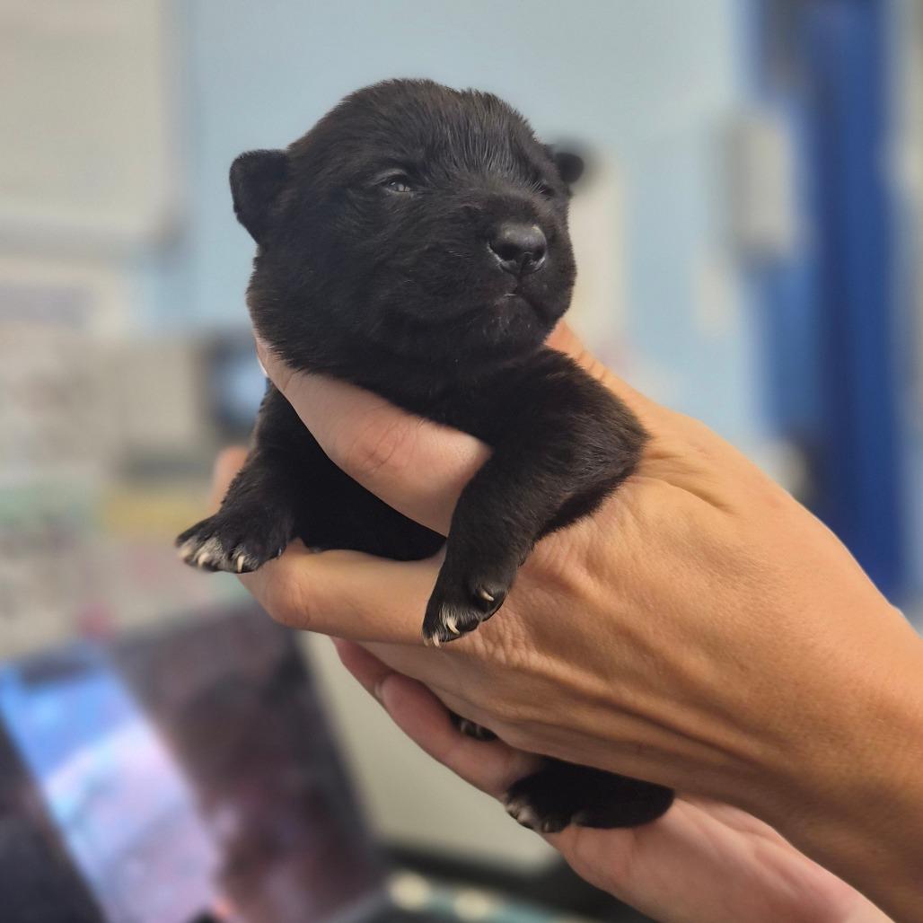 Enlarge McFlurry, a Adoptable mixed breed in Wahiawa, HI image 2/2