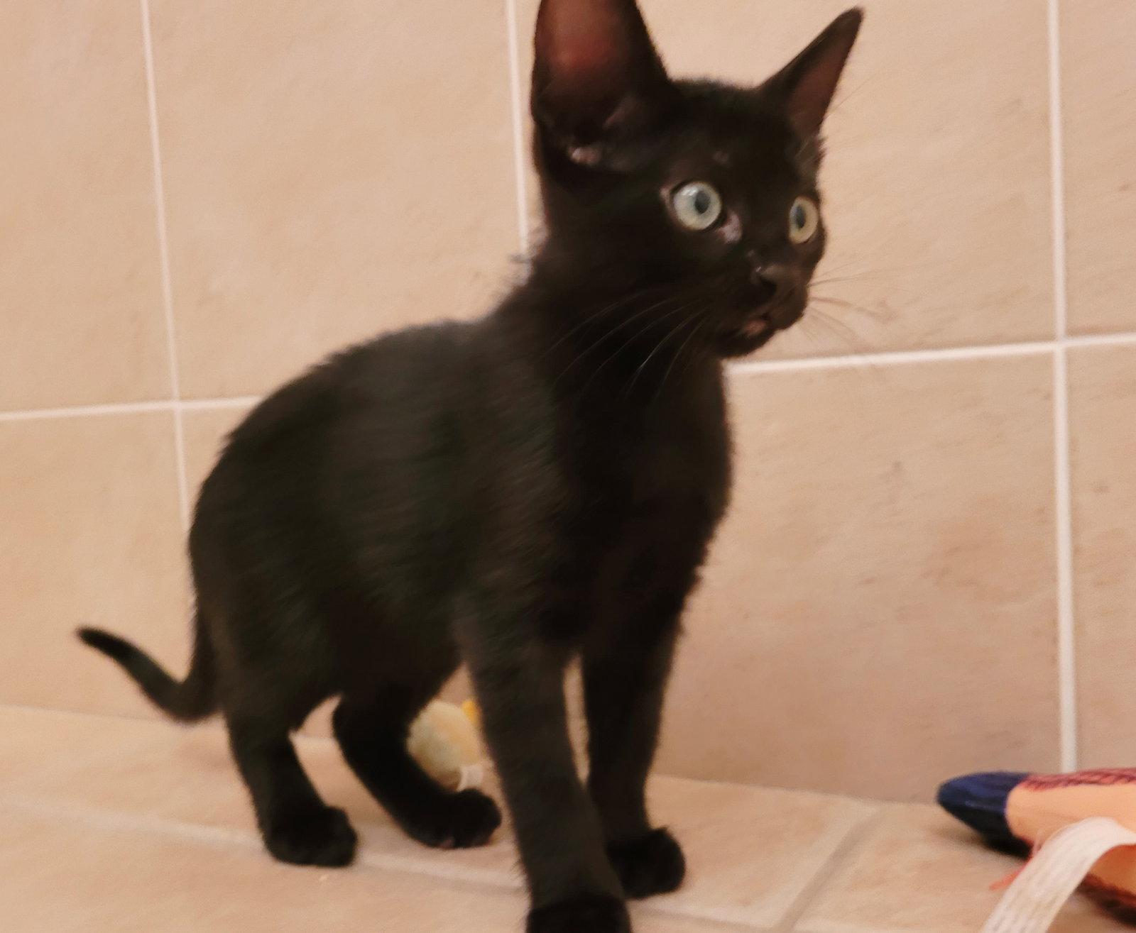 Smudge, Adopted, Kitten Female Domestic Short Hair.