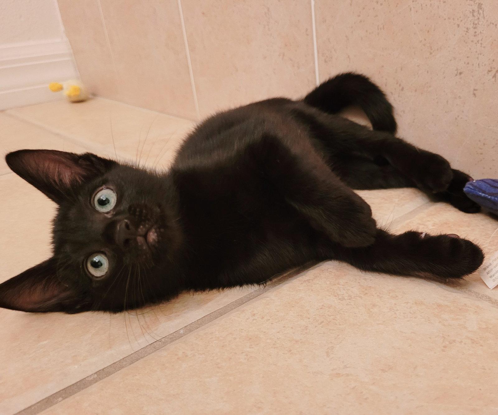 Enlarge Smudge, a Adopted Domestic Short Hair in Orlando, FL image 2/3