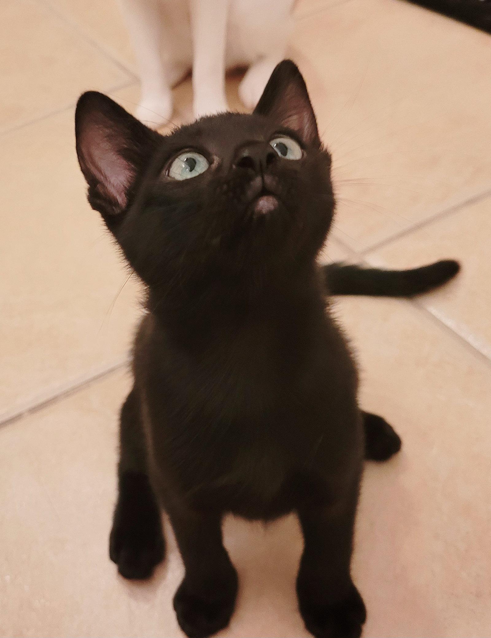 Enlarge Smudge, a Adopted Domestic Short Hair in Orlando, FL image 3/3