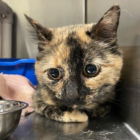 Belle — thumbnail 2