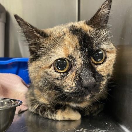 Belle — thumbnail 3