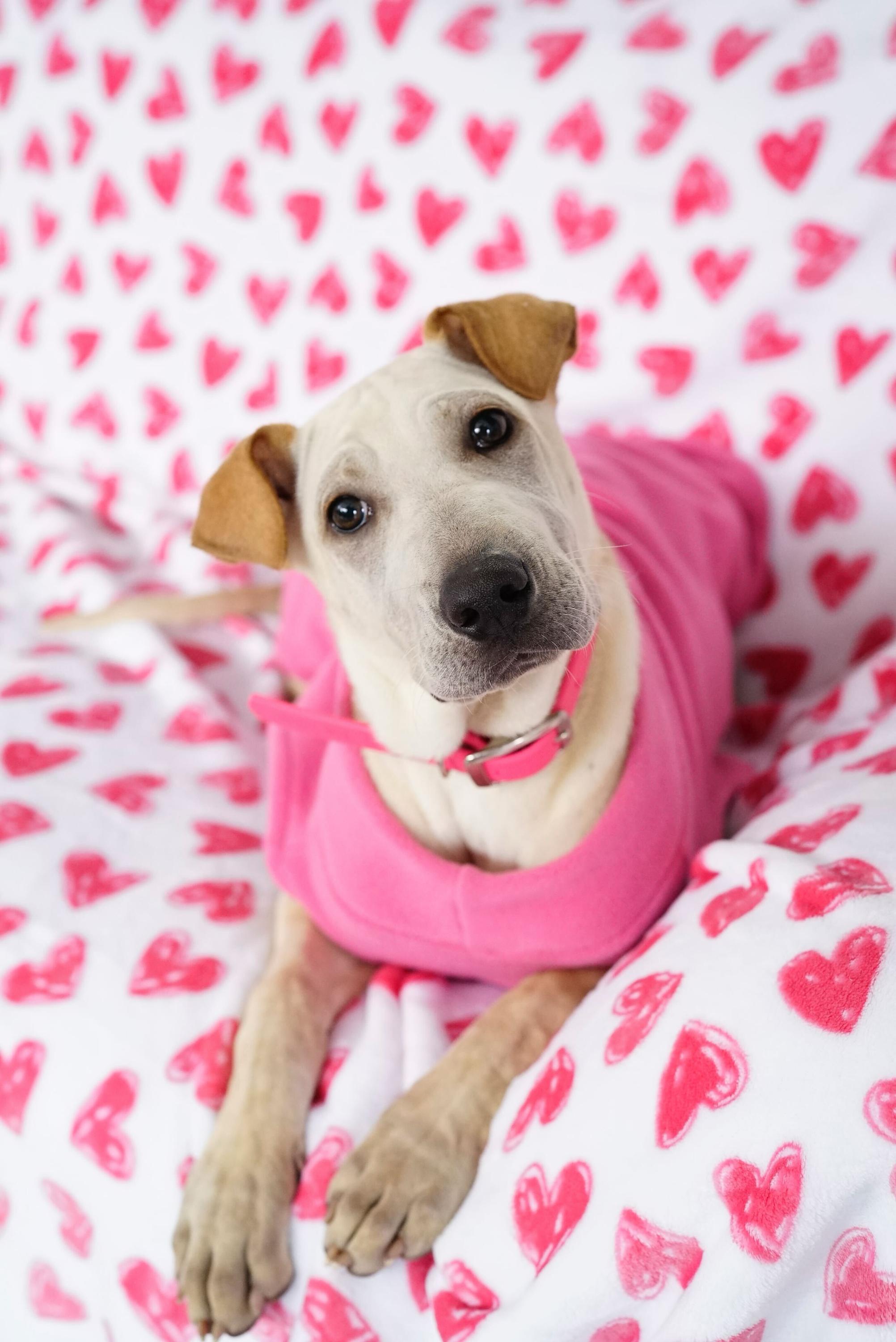 Pocahontas , Adoptable, Puppy Female Labrador Retriever & Shar-Pei.