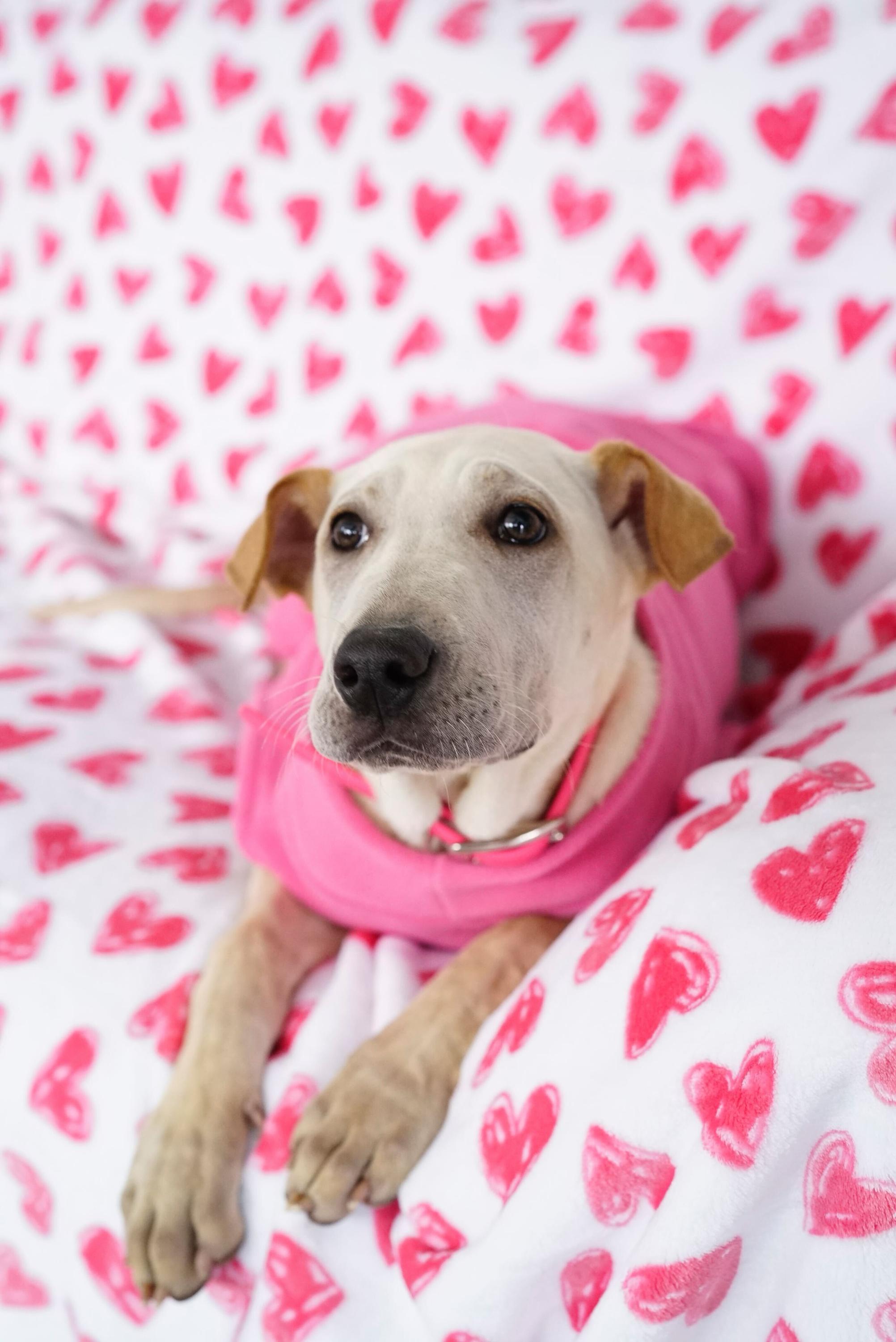 Pocahontas , a Adoptable mixed breed in Pasadena, CA image 5/5