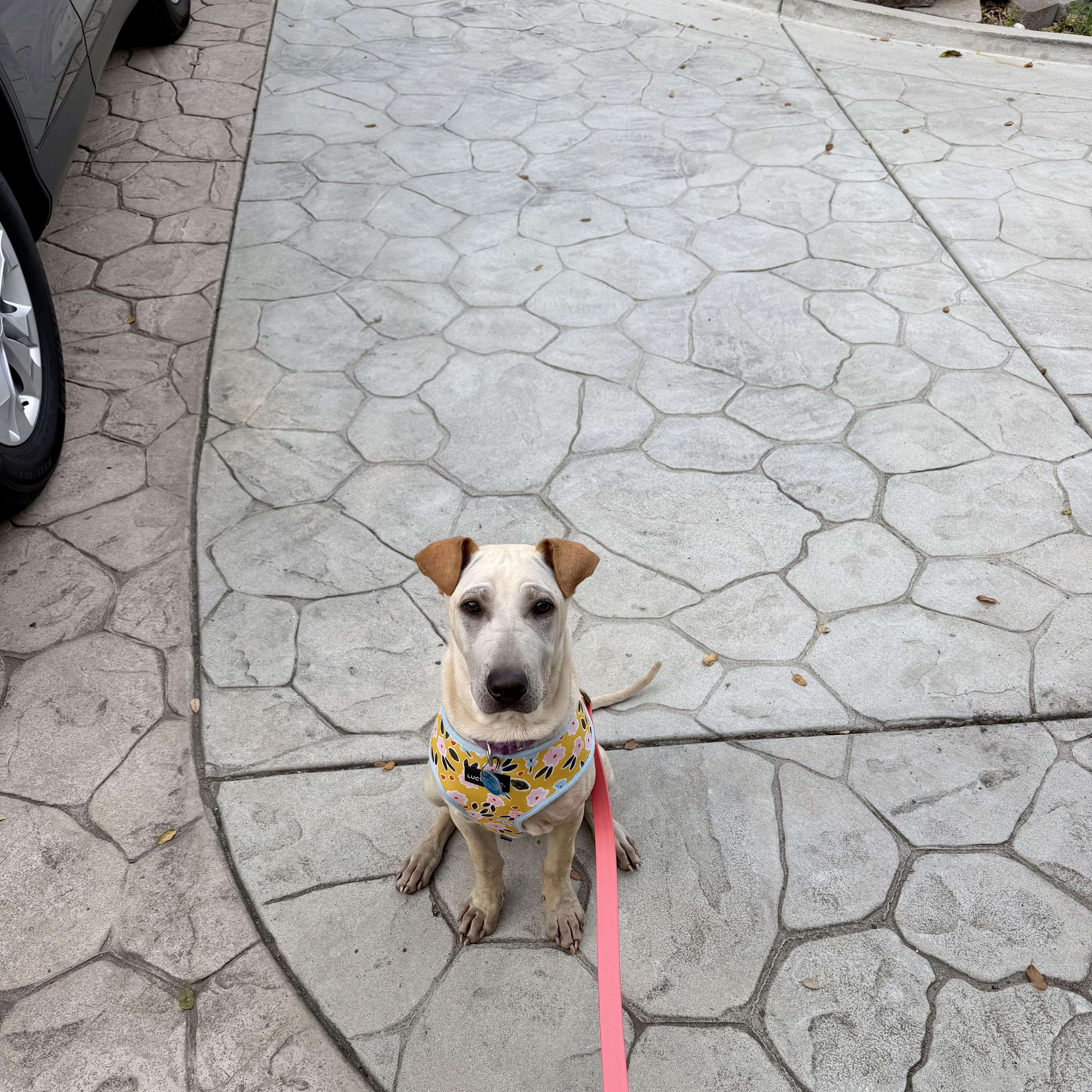 Pocahontas , a Adoptable mixed breed in Pasadena, CA image 2/5