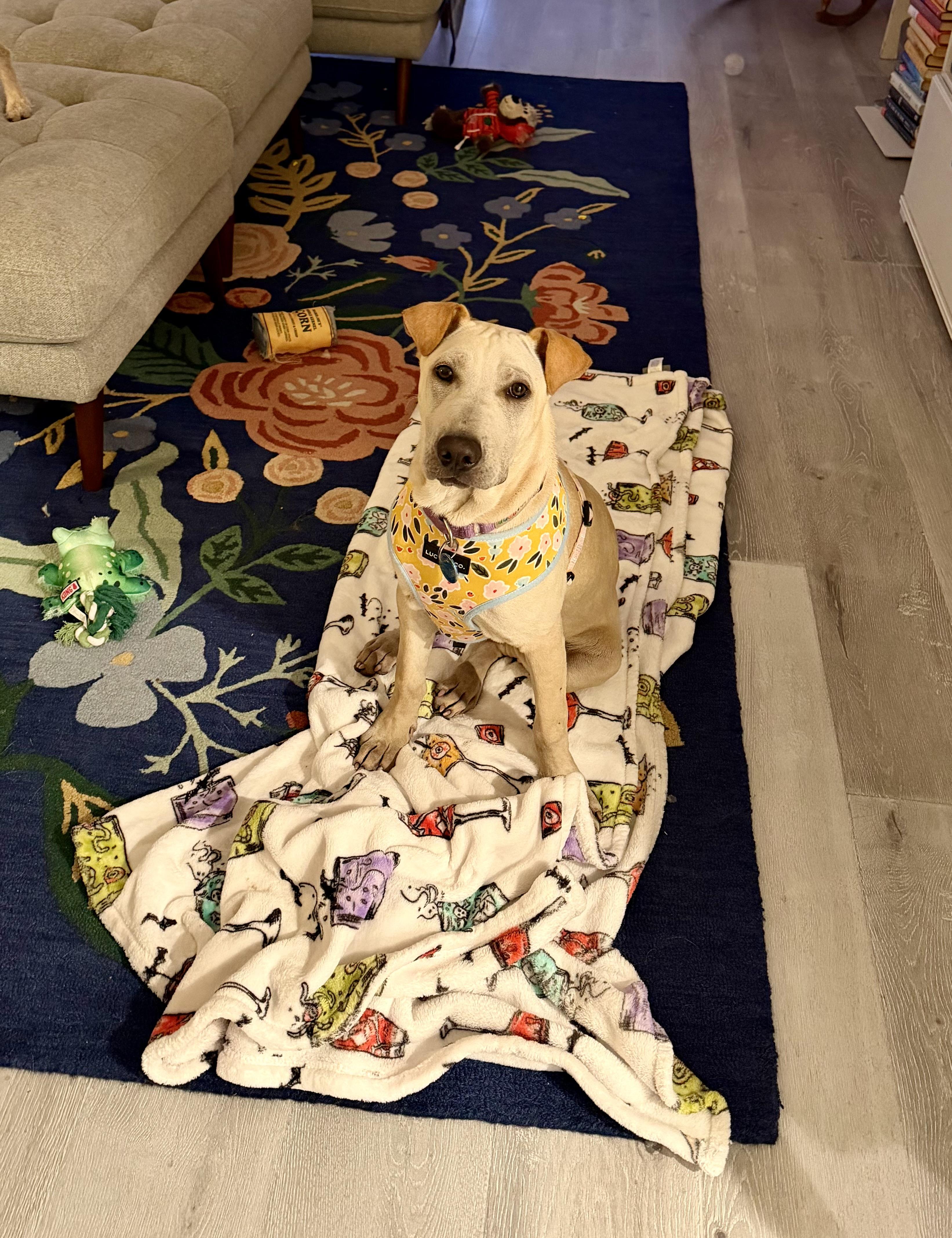 Pocahontas , a Adoptable mixed breed in Pasadena, CA image 4/5