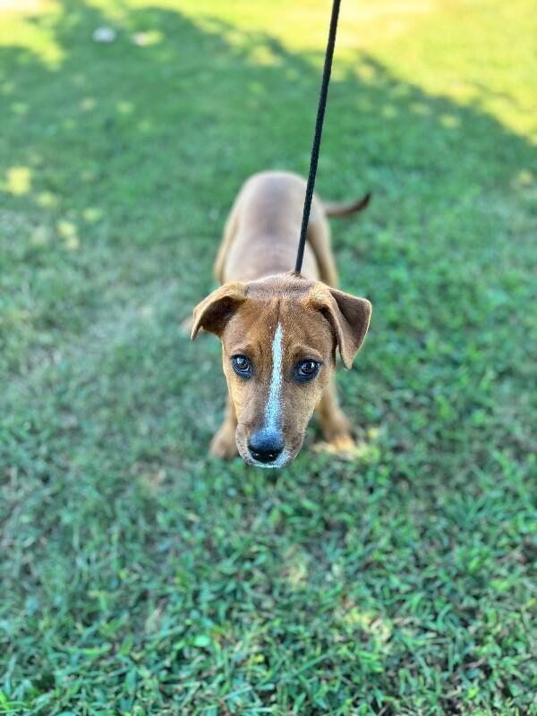 Enlarge Washington, a Adoptable mixed breed in Berkeley Heights, NJ image 1/6