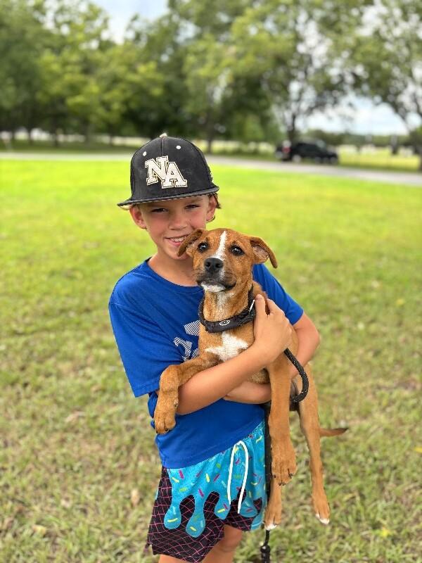 Enlarge Washington, a Adoptable mixed breed in Berkeley Heights, NJ image 5/6