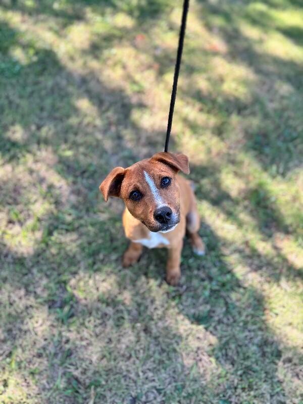Enlarge Washington, a Adoptable mixed breed in Berkeley Heights, NJ image 2/6