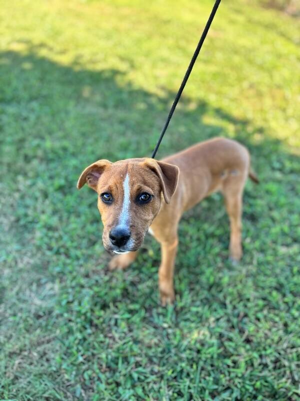 Enlarge Washington, a Adoptable mixed breed in Berkeley Heights, NJ image 3/6