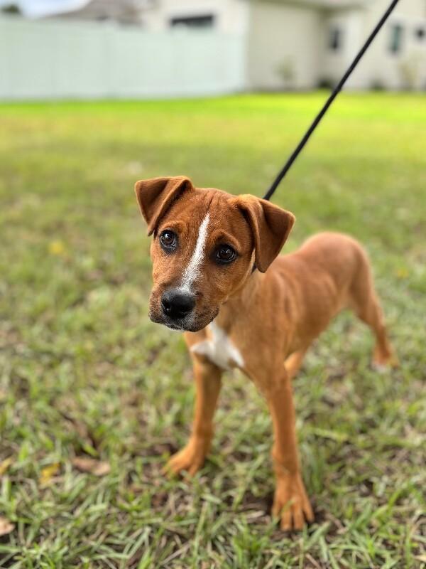 Enlarge Washington, a Adoptable mixed breed in Berkeley Heights, NJ image 6/6