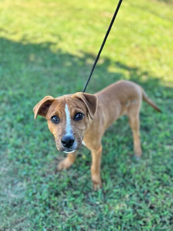 Enlarge Washington, a Adoptable mixed breed in Berkeley Heights, NJ image 4/6