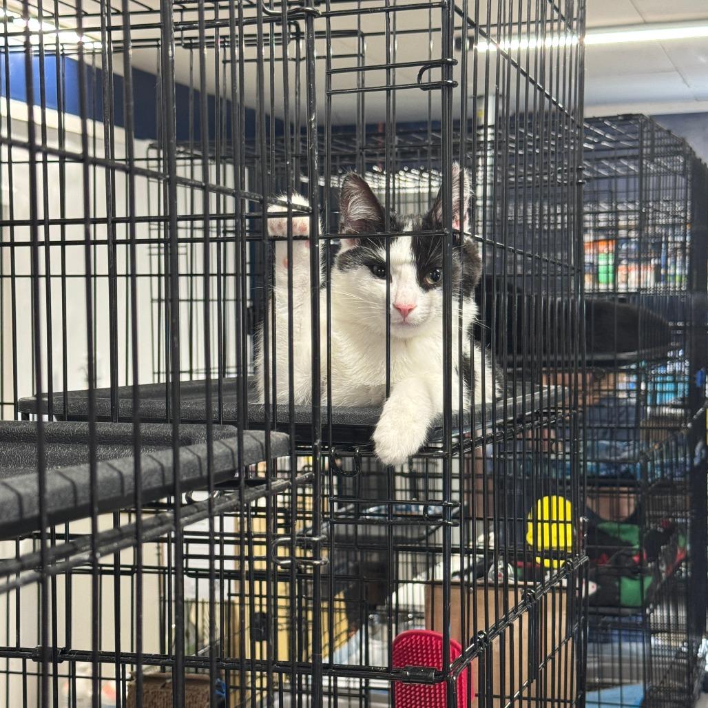 Oatmeal ARC2025-285, a Adoptable Domestic Short Hair in Akron, NY image 1/6