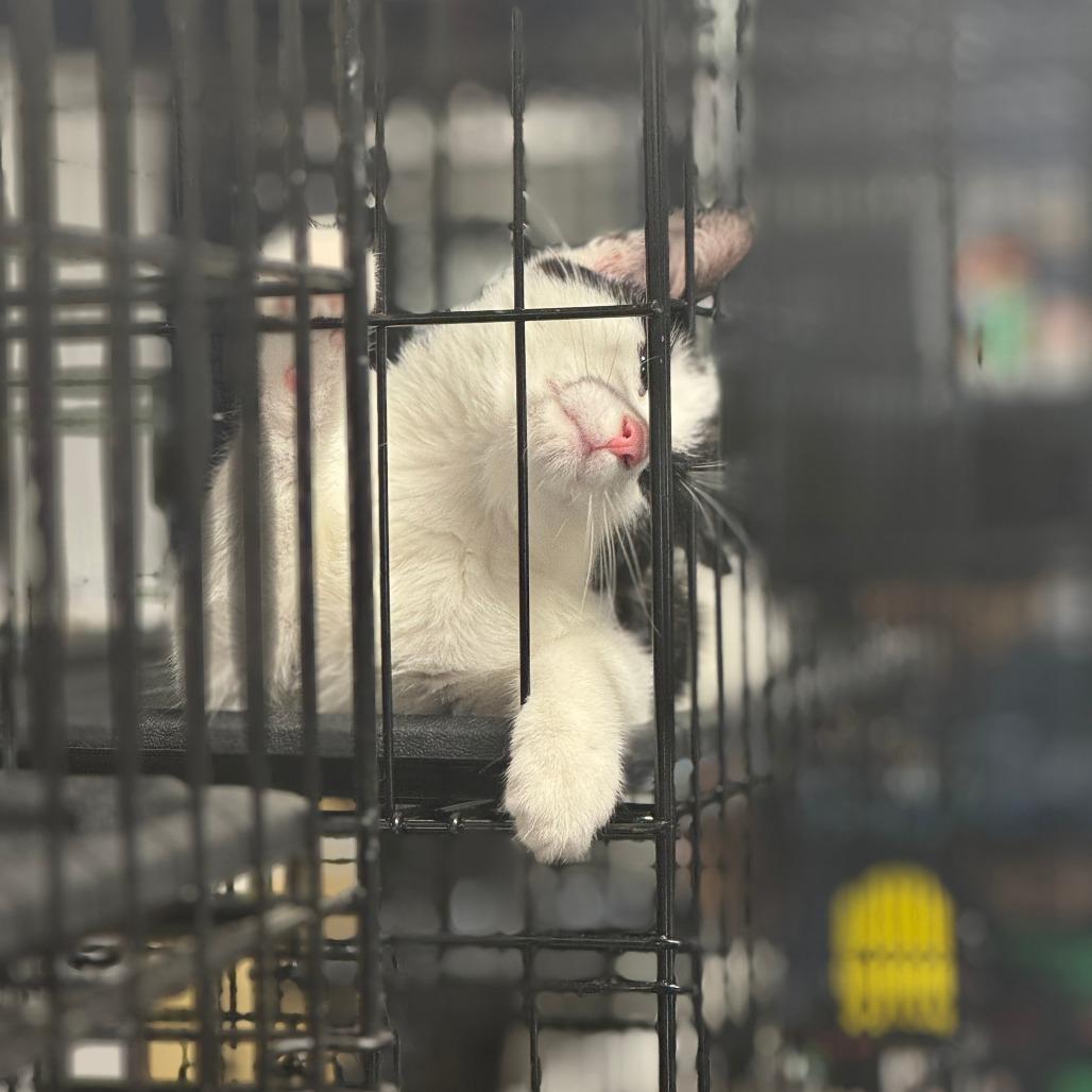 Oatmeal ARC2025-285, a Adoptable Domestic Short Hair in Akron, NY image 2/6