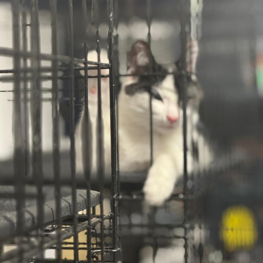 Oatmeal ARC2025-285, a Adoptable Domestic Short Hair in Akron, NY image 3/6