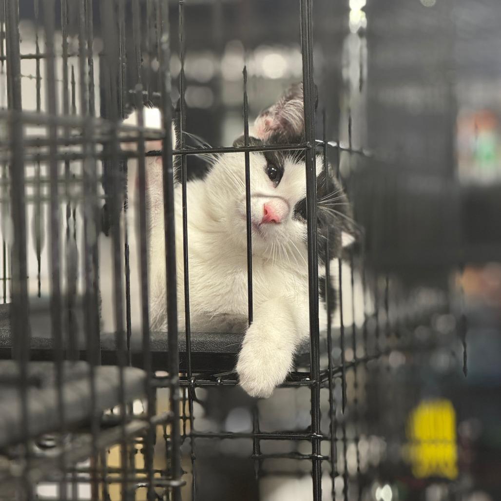 Oatmeal ARC2025-285, a Adoptable Domestic Short Hair in Akron, NY image 6/6