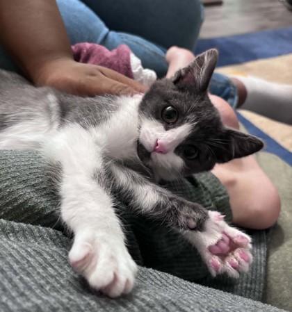 Hot Rod, Adoptable, Kitten Male Domestic Short Hair & Domestic Short Hair.