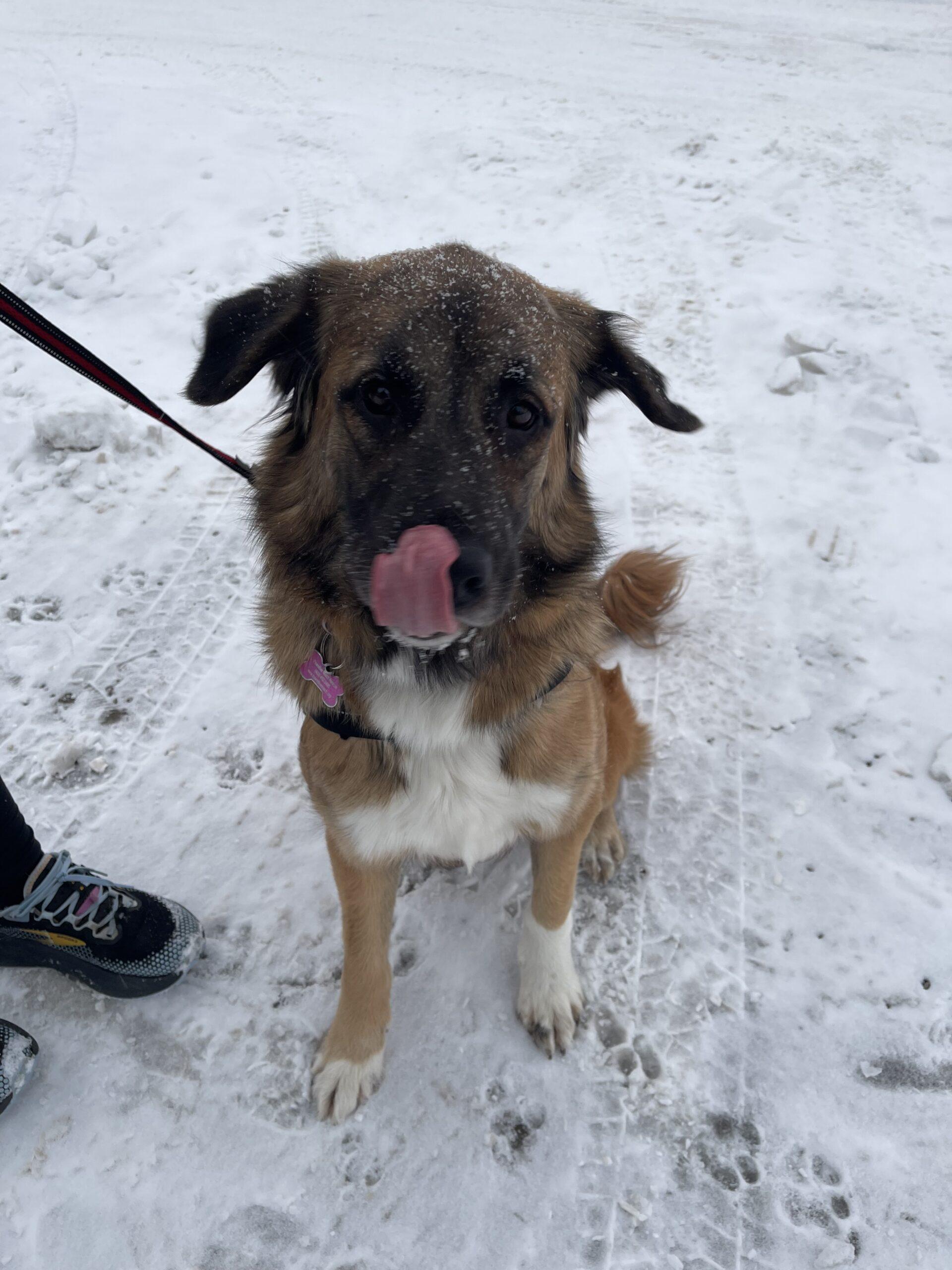 Enlarge Brynn, a ADOPTABLE mixed breed in Calgary, AB image 3/5