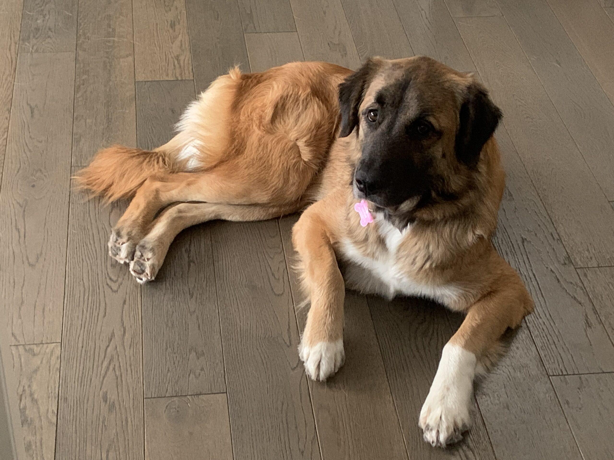 Enlarge Brynn, a ADOPTABLE mixed breed in Calgary, AB image 2/5