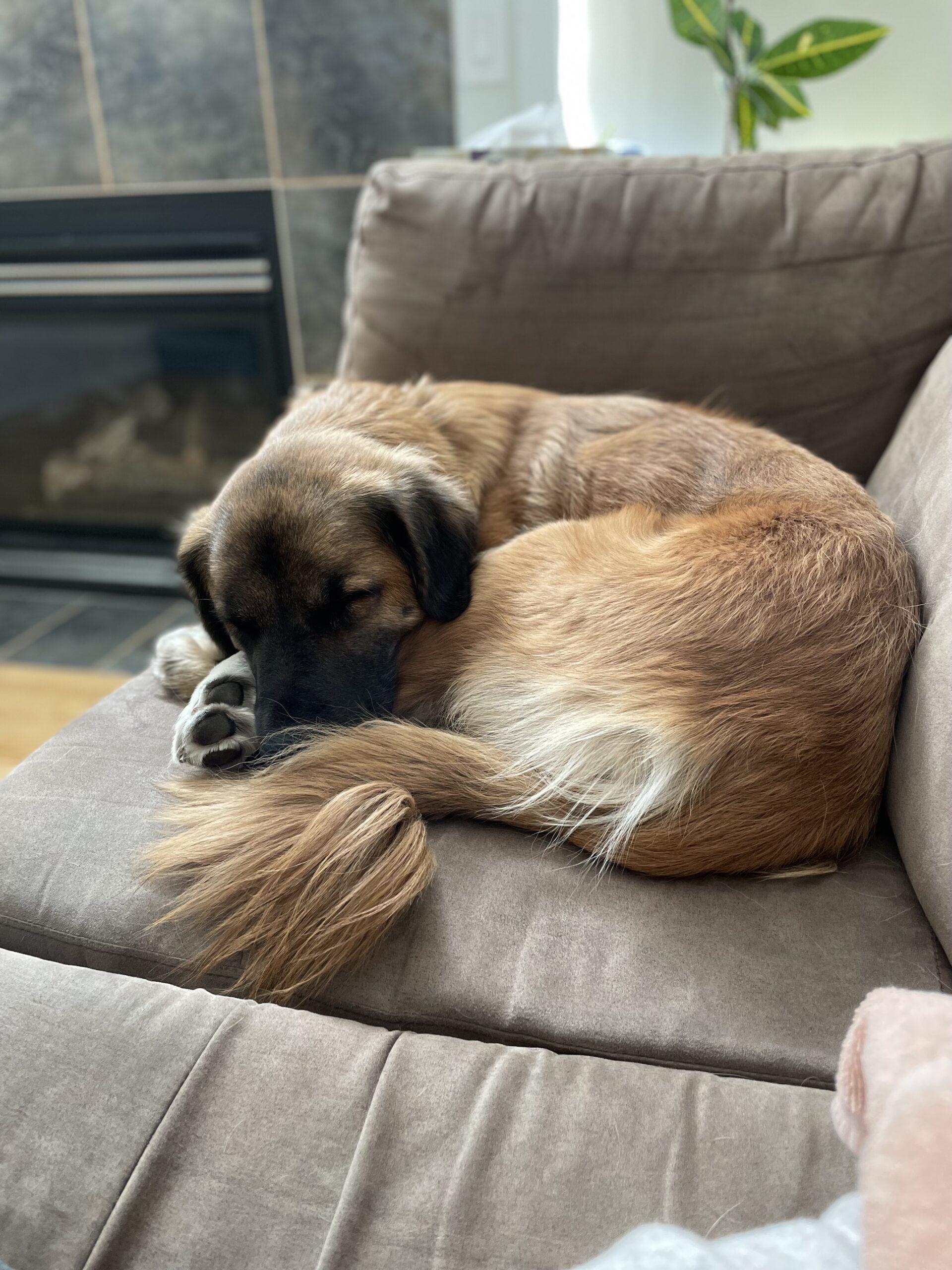 Enlarge Brynn, a ADOPTABLE mixed breed in Calgary, AB image 4/5