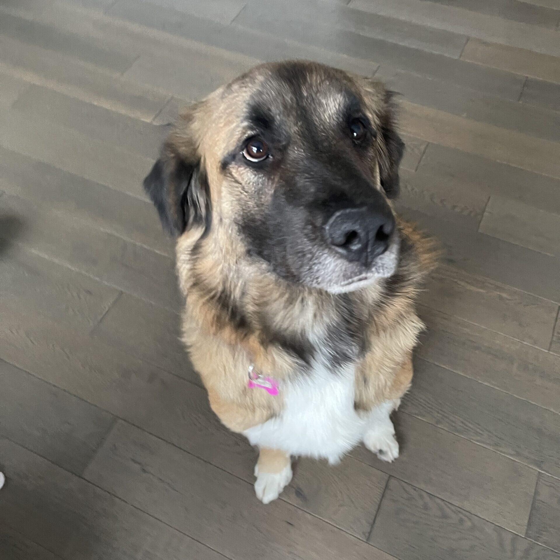 Enlarge Brynn, a ADOPTABLE mixed breed in Calgary, AB image 5/5