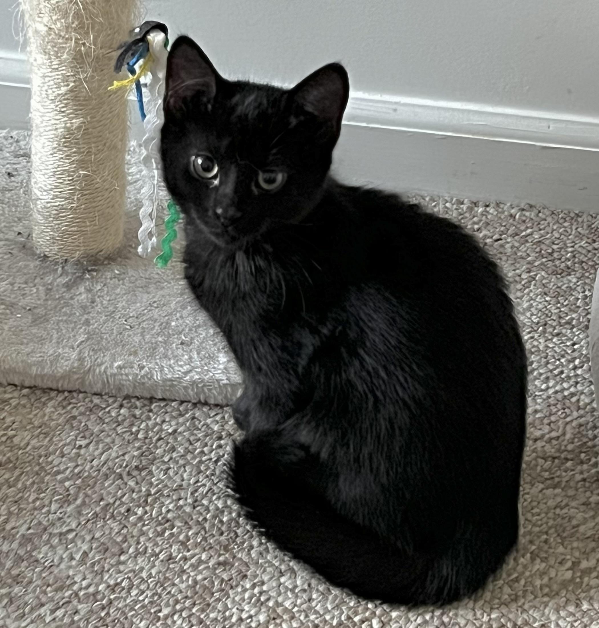 Onyx, an adopted Domestic Short Hair in Cranford, NJ image 1/4