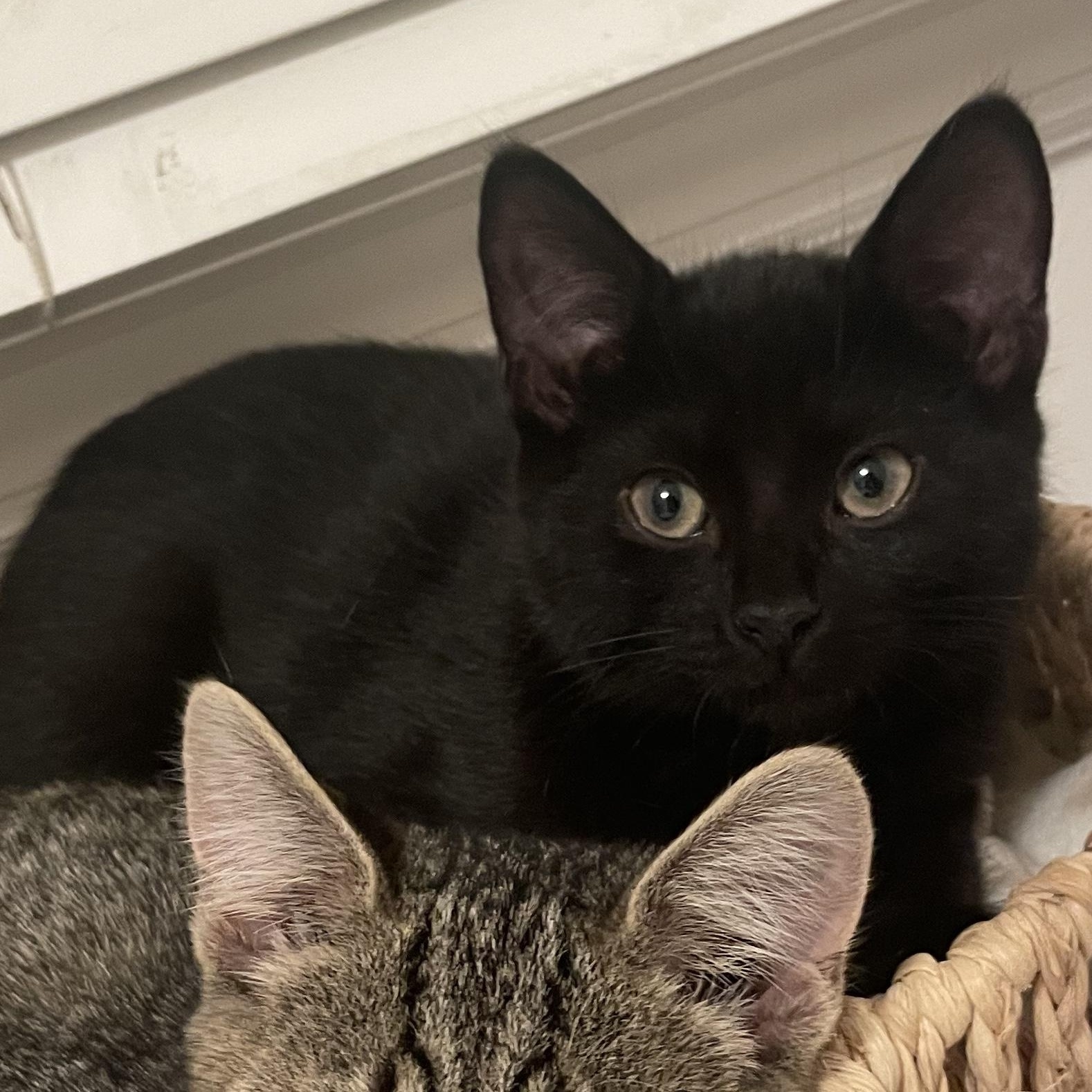 Onyx, an adopted Domestic Short Hair in Cranford, NJ image 2/4