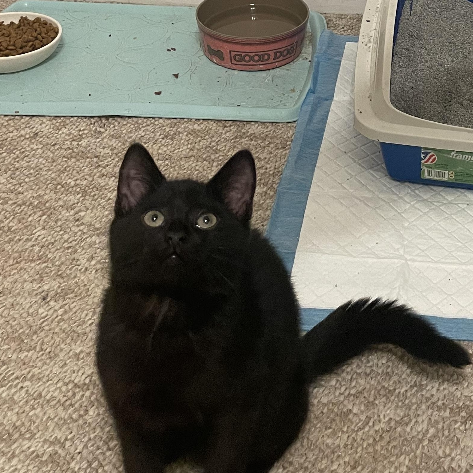 Onyx, an adopted Domestic Short Hair in Cranford, NJ image 3/4