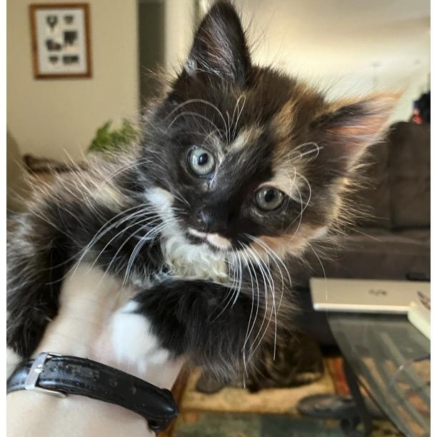 Enlarge Faith, an adoptable Tortoiseshell in Woodbridge, VA image 2/2