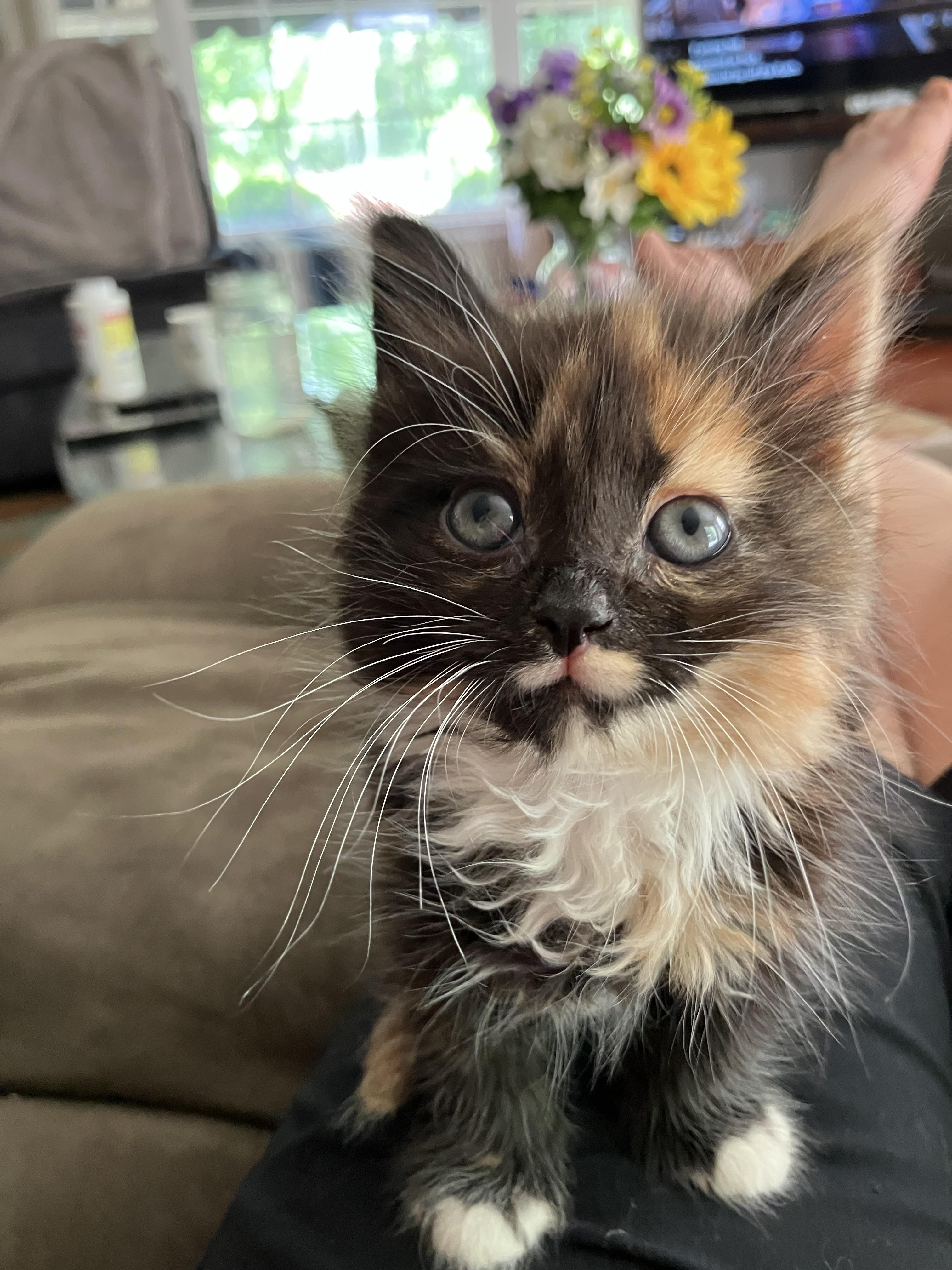 Faith, adoptable, Kitten Male Tortoiseshell.