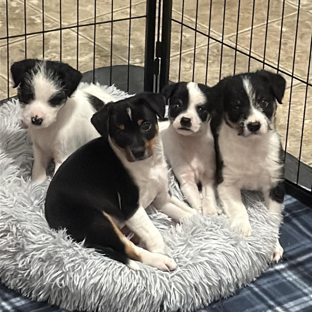 Pip, Adoptable, Puppy Male Terrier & Mixed Breed.