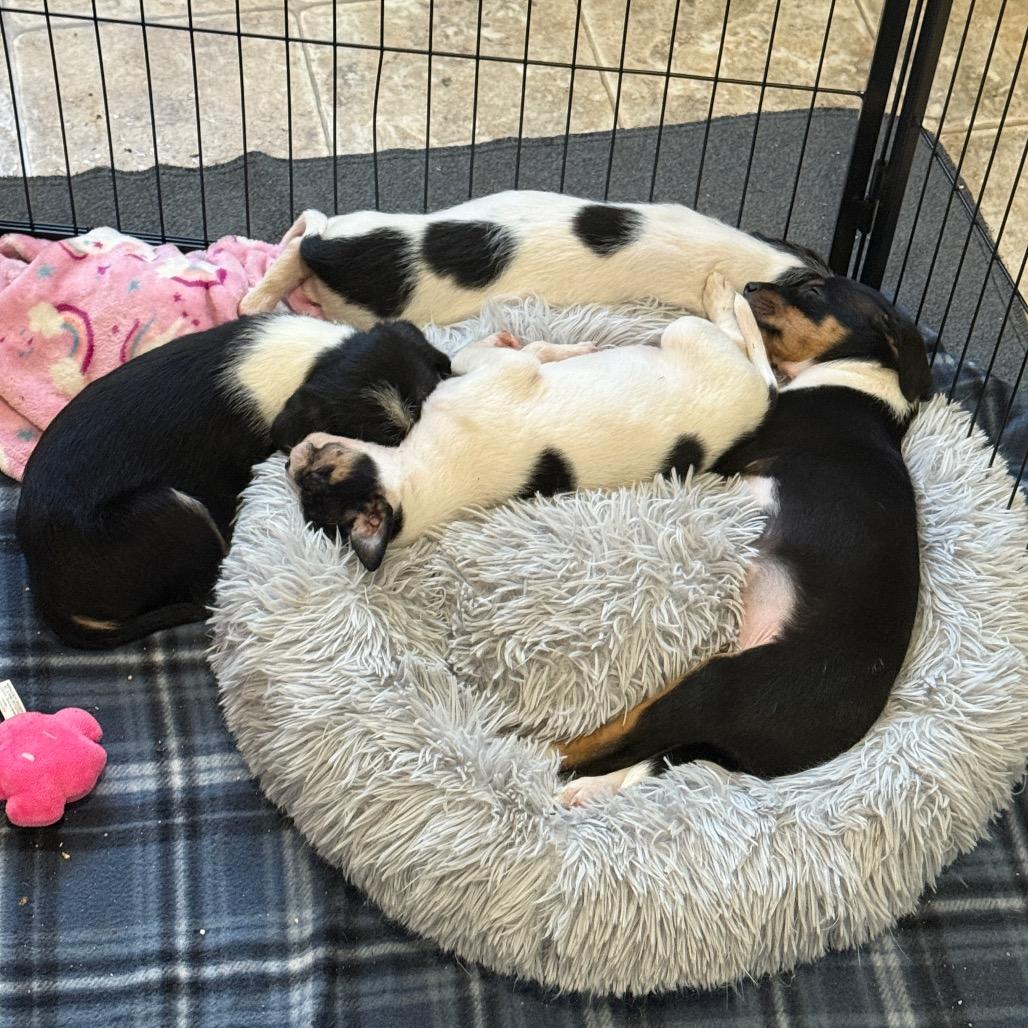 Enlarge Pip, a Adoptable mixed breed in Newberg, OR image 2/6